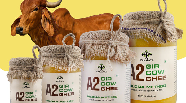 The Traditional Bilona Method Behind Authentic A2 Gir Cow Ghee