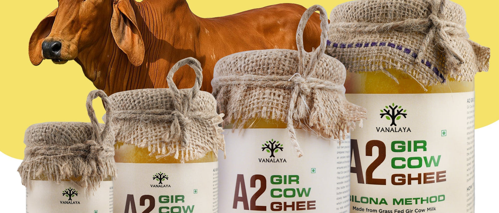 The Traditional Bilona Method Behind Authentic A2 Gir Cow Ghee