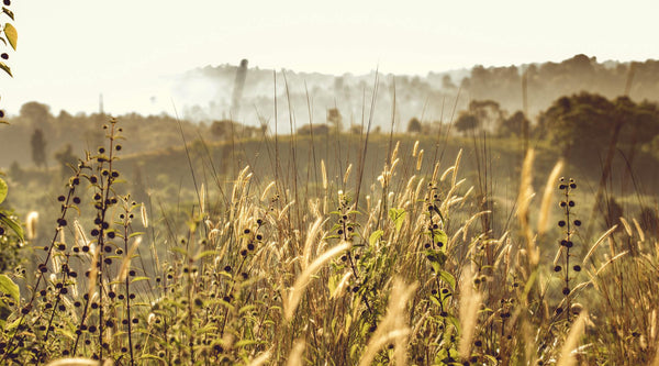 Why Choosing Certified Organic Products Is the Healthiest Decision You’ll Ever Make