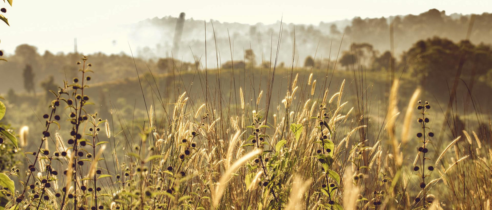 Why Choosing Certified Organic Products Is the Healthiest Decision You’ll Ever Make