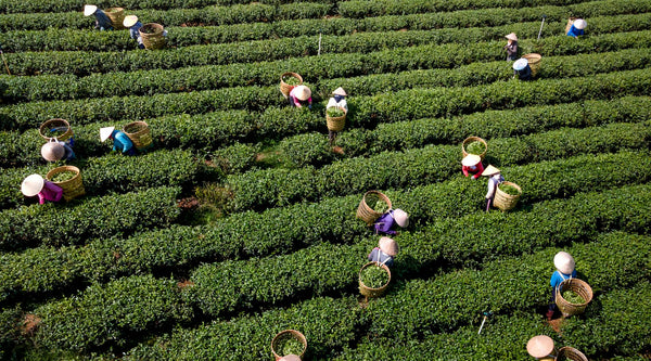 5 Everyday Organic Swaps That Can Transform Your Health Naturally