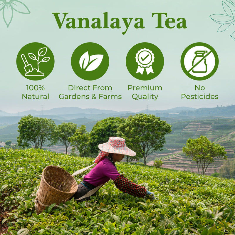 Jasmine Green Tea